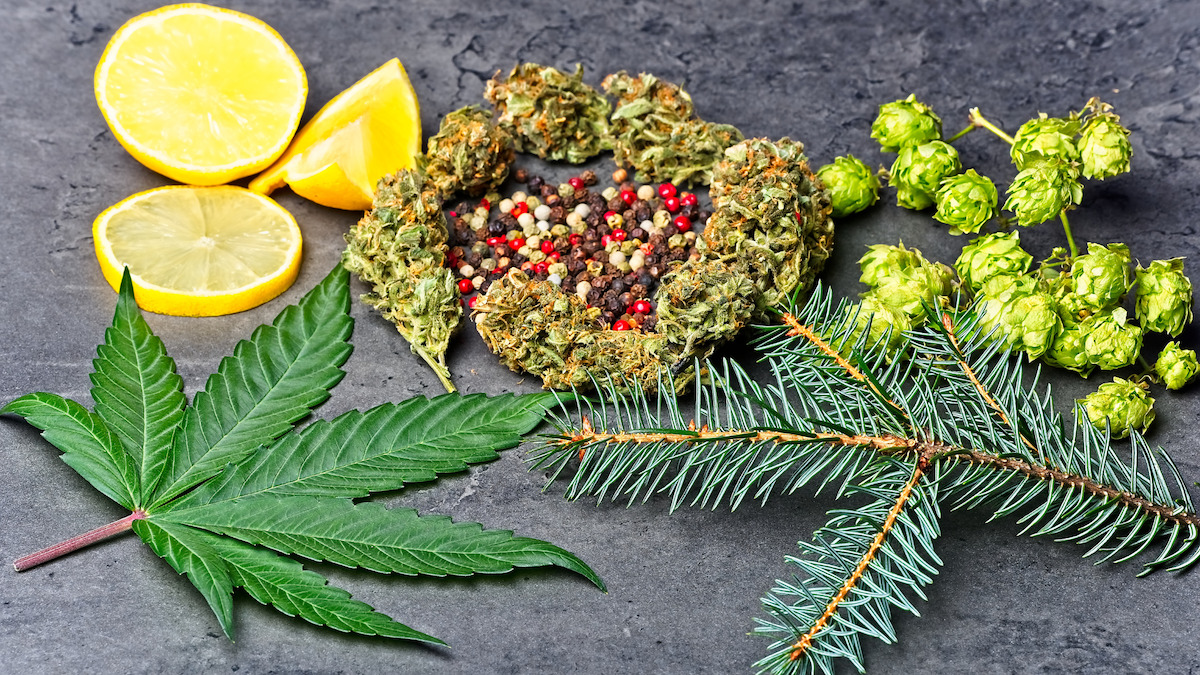 The Power of Terpenes: Exploring Aromatherapy & Cannabis | Full Harvest  Moonz